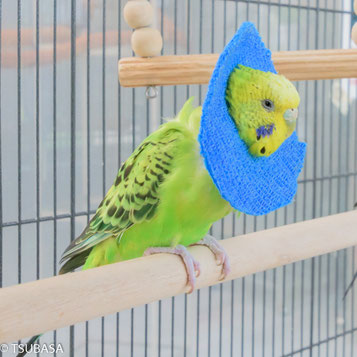 チッチ セキセイインコ 飼い鳥のレスキュー団体 Tsubasa