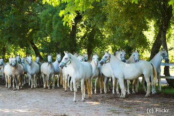 Samstag: Auf der Rückreise bleiben wir in Lipica stehen und besichtigen dort das berühmte Lipizzaner Gestüt.