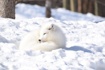 Schneefuchs mit weissem Winterfell im Ranua Arctic Zoo in Lappland – arktisches Tier in verschneiter Winterlandschaft