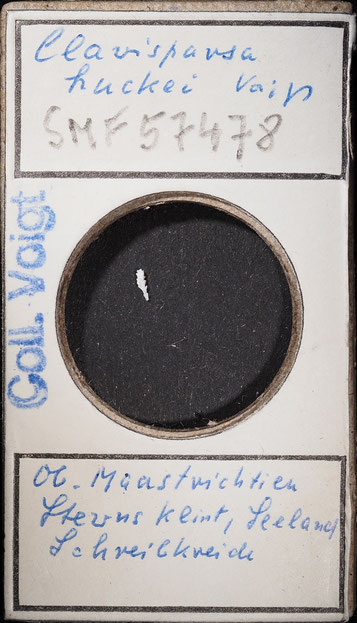 Senckenberg, Bryozoa, Bryozoen, Moostierchen, Sammlung Voigt