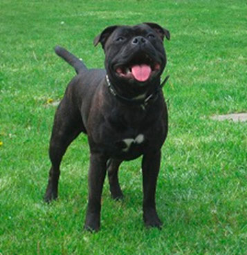 Pride Staff´s Dark Avenger