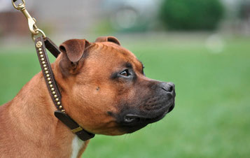 Pride Staff´s Comet