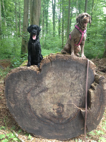 Zwei Hunde liegen beieinander, dem Dritten ist es zu eng.