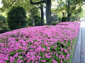 サツキの開花