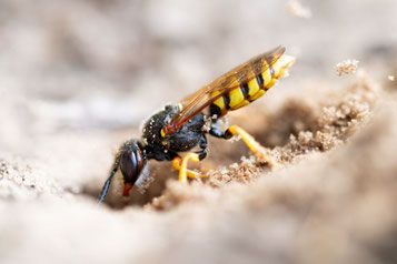 Bienenwolf