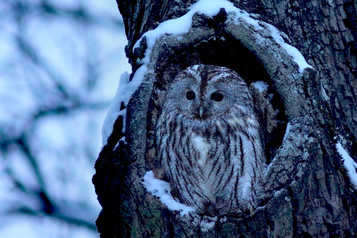 Waldkauz (Foto: Masur Stefan)