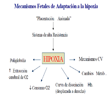 Mecanismos de adaptación fetal a la hipoxia