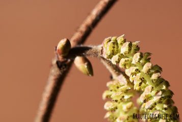 krautfotografie.com, Kraut+Fotografie, Fotografie, Dornbirn, krautblog.com, Vorarlberg, Österreich, Haselnuss, Hasel, Naturfotografie, Makrofotografie, corylusavellana