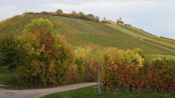 Michaelsberg bei Cleebronn