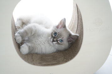 Un Chat Hypoallergenique Poutizoup Siberien Tout Sur Le Chat Siberien