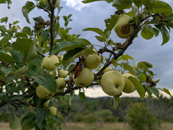 Foto: NABU Ilm-Kreis
