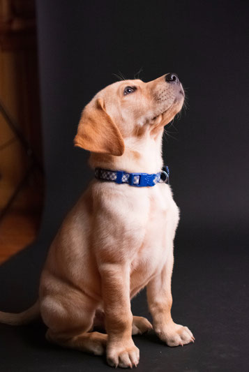 chiot labrador assis regardant vers le haut