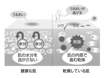 お肌かカサカサしてきたら ポリグルタミン酸 を補給してあけげましょう シーガルライフ