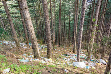 Müll im Wald