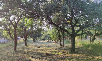 Streuobstwiese am Wingertsberg