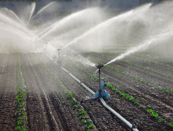 Aus einer Sprinkleranlage wird aus mehreren Düsen Wasser auf Pflanzen auf einem Acker gesprüht.