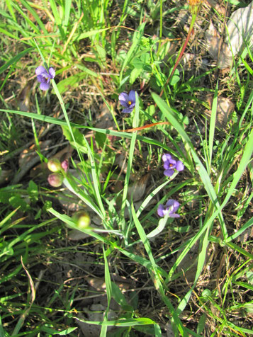 Grasschwertel oder Binsenlilie - Sisirynchium angustifolia