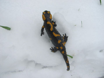 Feuersalamander