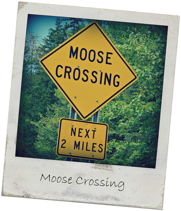 Moose Crossing