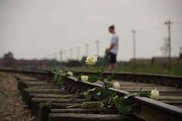 Weiße Rosen auf einem Bahngleis in Auschwitz