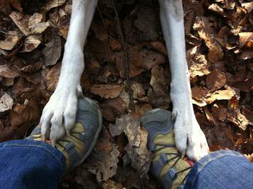 Mitten drin - im Training mit Mensch und Hund
