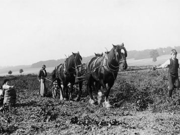 Digging potatoes by plough
