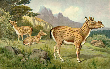 Dessin de Heinrich Harder