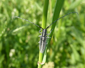 Weißstreifiger Distelbock