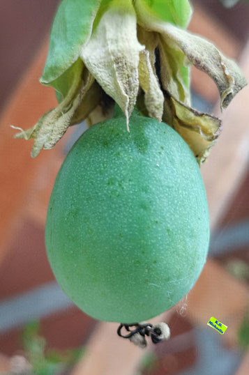 Nahaufnahme einer grünen, noch unreifen Frucht einer Blauen Passionsblume, die draußen überwintert hat. Aufnahme vom 01. Juli 2022 von K.D. Michaelis