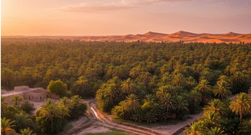 Oasis of Tozeur