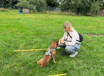 Junghundekurs, Hundetraining, Hundeschule, Butzbach, World of Dogs