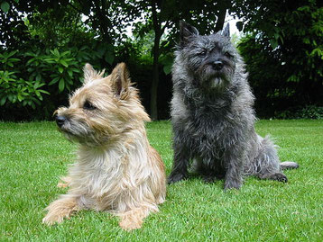 Zwei Cairn Terrier