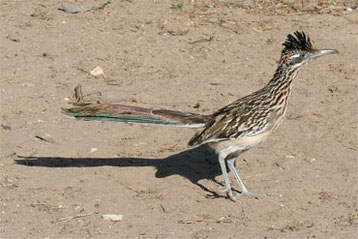 Geococcyx californianus