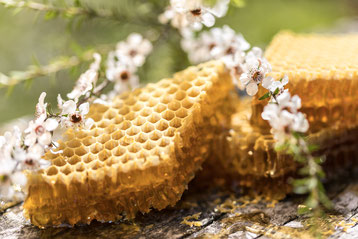 Miel de Manuka en rayon avec des fleurs blanches de Manuka Comment utiliser le Miel de Manuka de Nouvelle-Zélande