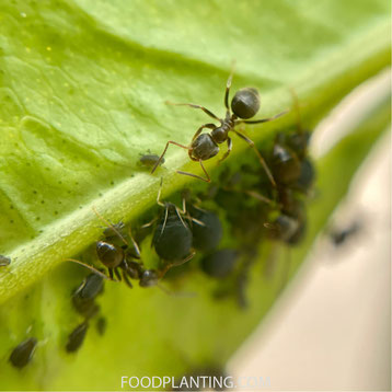 mieren op blad
