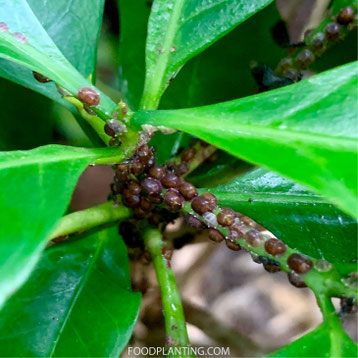 schildluizen op koffie plant