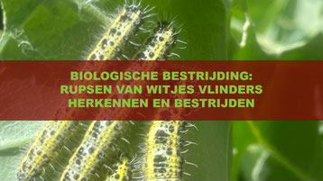 biologische bestrijding, rupsen van witjes vlinders herkennen en bestrijden