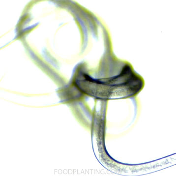 Steinernema feltiae, nematoden, rouwmuggen