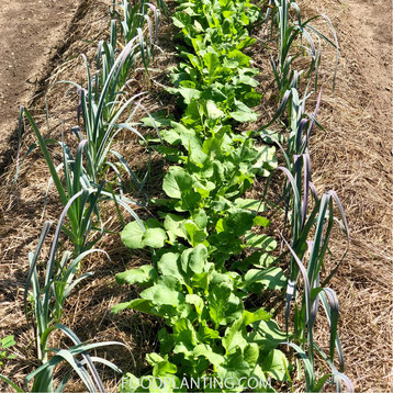 knoflookplanten, uitenplanten, bladluizen