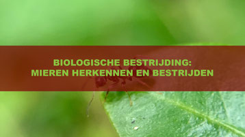 biologische bestrijding mieren herkennen en bestrijden