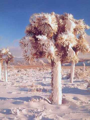 Bild Yucca brevifolia © 