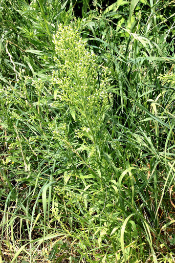 Kanadisches Berufkraut - Conyza canadensis; bei Karlsbad-Auerbach (G. Franke, 12.08.2021)