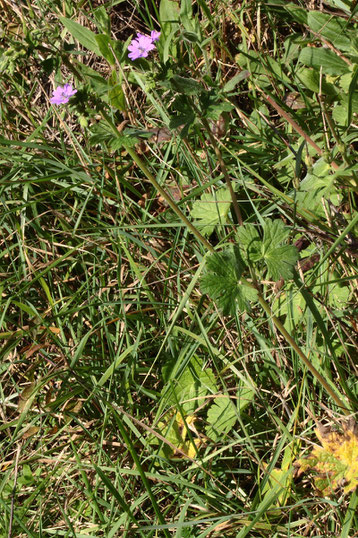 Pyrenäen-Storchschnabel - Geranium pyrenaicum; bei Keltern (G. Franke, 17.10.2017)