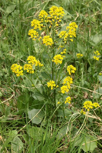 Echtes Barbarakraut - Barbarea vulgaris; Wegböschung bei Dobel (G. Franke, 10.05.2020)