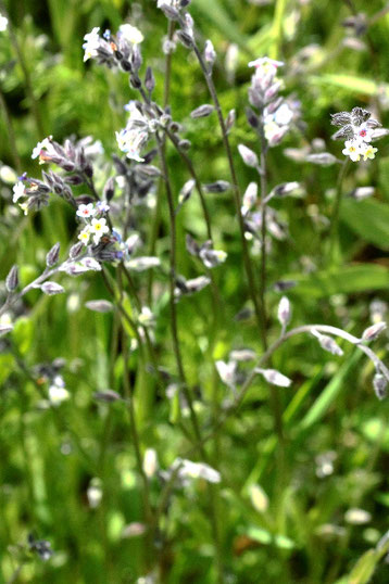 Buntes Vergissmeinnicht - Myosotis discolor; bei Karlsbad-Auerbach (G. Franke, 20.05.2021)