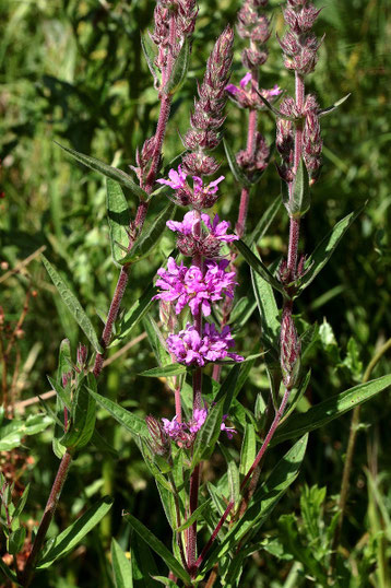 Blut-Weiderich - Lythrum salicaria; zwischen Karlsbad-Ittersbach und Marxzell-Pfaffenrot (G. Franke, 21.06.2018)