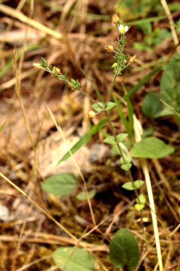 Quendel-Sandkraut - Arenaria serpyllifolia; auf einem bewachsenen Waldweg bei Karlsbad-Spielberg (G. Franke, 28.06.2023)