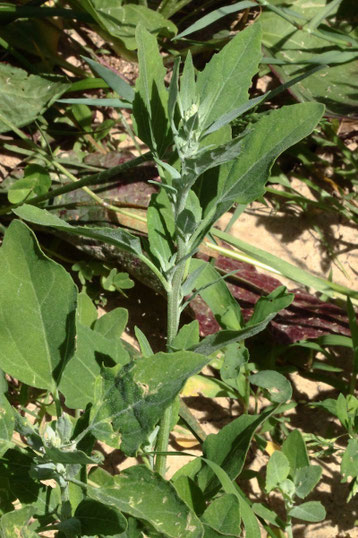 Weißer Gänsefuß - Chenopodium album; Feldrand bei Karlsbad-Langensteinbach (G. Franke, 15.06.2021)