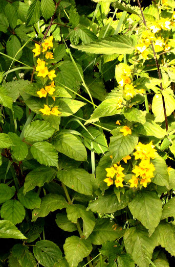 Punktierter Gelbweiderich - Lysimachia punctata; Waldsaum/ Wiesenrand bei Karlsbad-Spielberg (G. Franke, 18.06.2022)