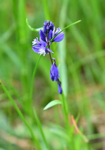 Gewöhnliches Kreuzblümchen - Polygala vulgaris; Moosalbtal (G. Franke, 06.05.2025)